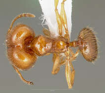 Image of Pheidole cerebrosior Wheeler 1915