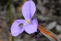 Image of Purple Flag