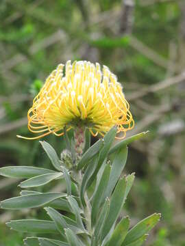 Image of catherine-wheel pincushion