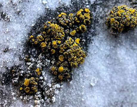 Image of Hidden goldspeck lichen