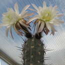 Image of Echinopsis tacaquirensis (Vaupel) H. Friedrich & G. D. Rowley