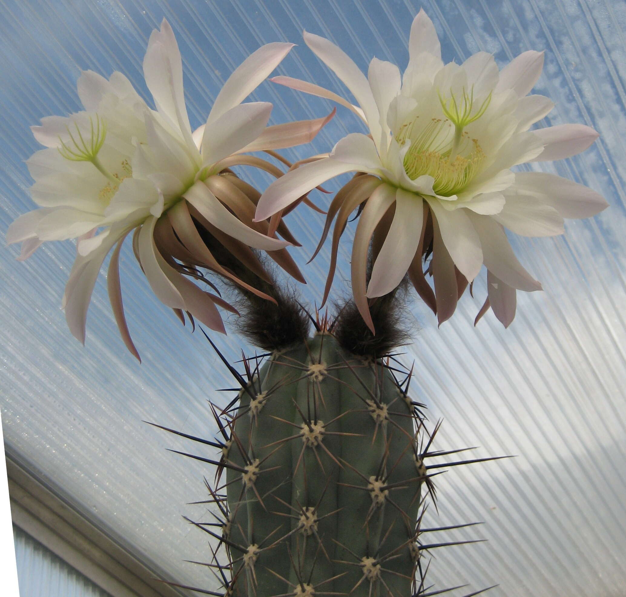 Image of Echinopsis tacaquirensis (Vaupel) H. Friedrich & G. D. Rowley