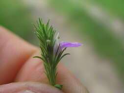 Image of Justicia adscendens subsp. adscendens