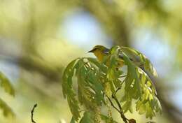 Image of Blue-winged Warbler