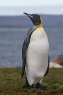 Image of King Penguin