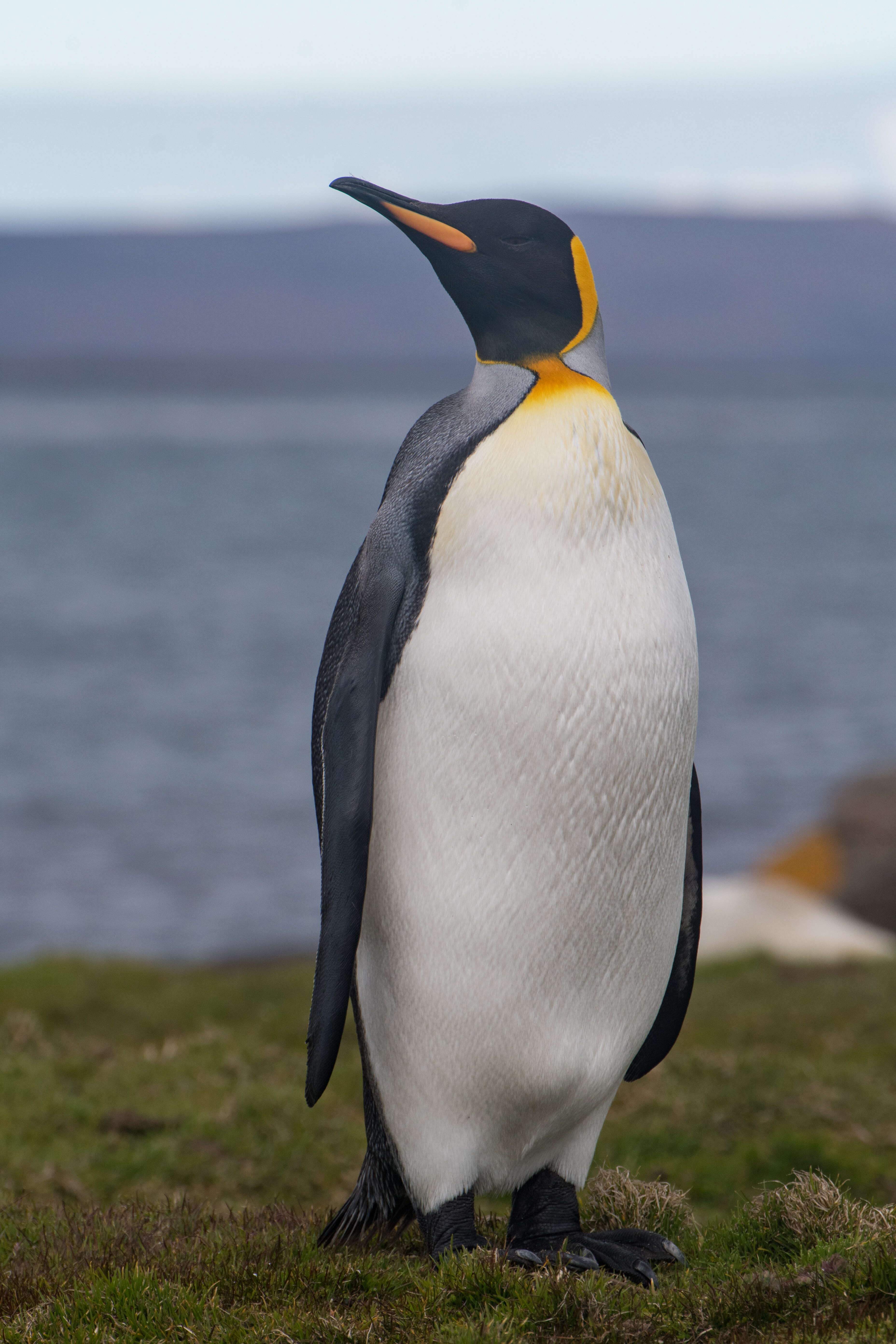 Image of King Penguin