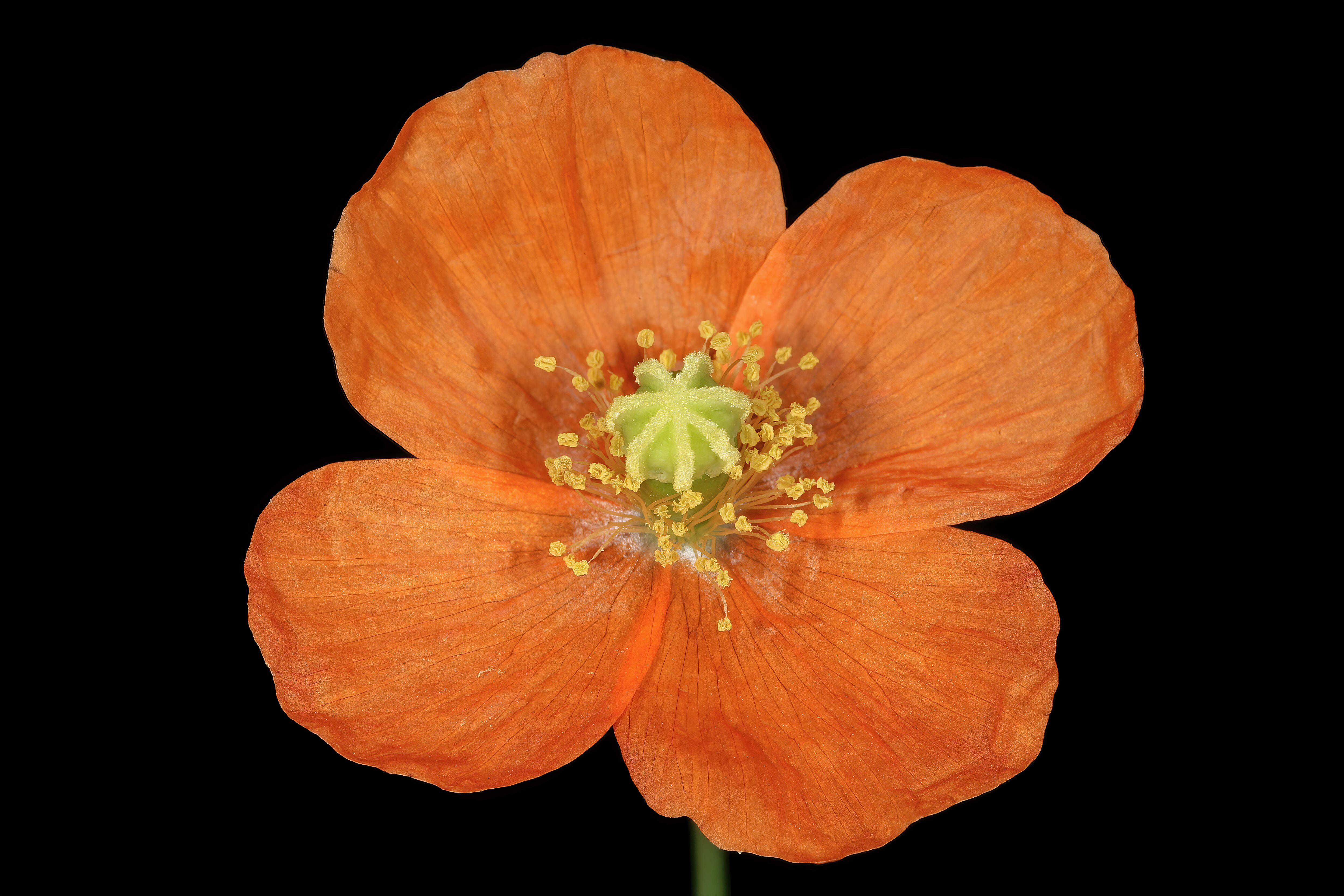 Image of Orange poppy