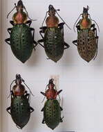 Carabus (Coptolabrus) elysii J. Thomson 1856 resmi