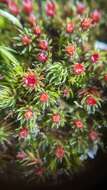 Image of Polytrichum moss