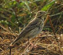 Image of Tree Pipit