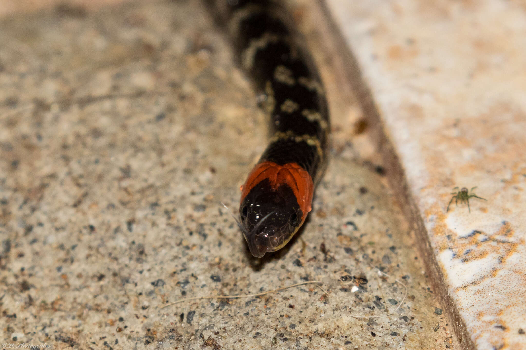 Image of Clark's Ground Snake