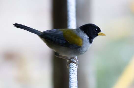 Image of Golden-winged Sparrow