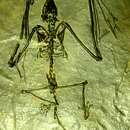 Imagem de Archaeonycteridae