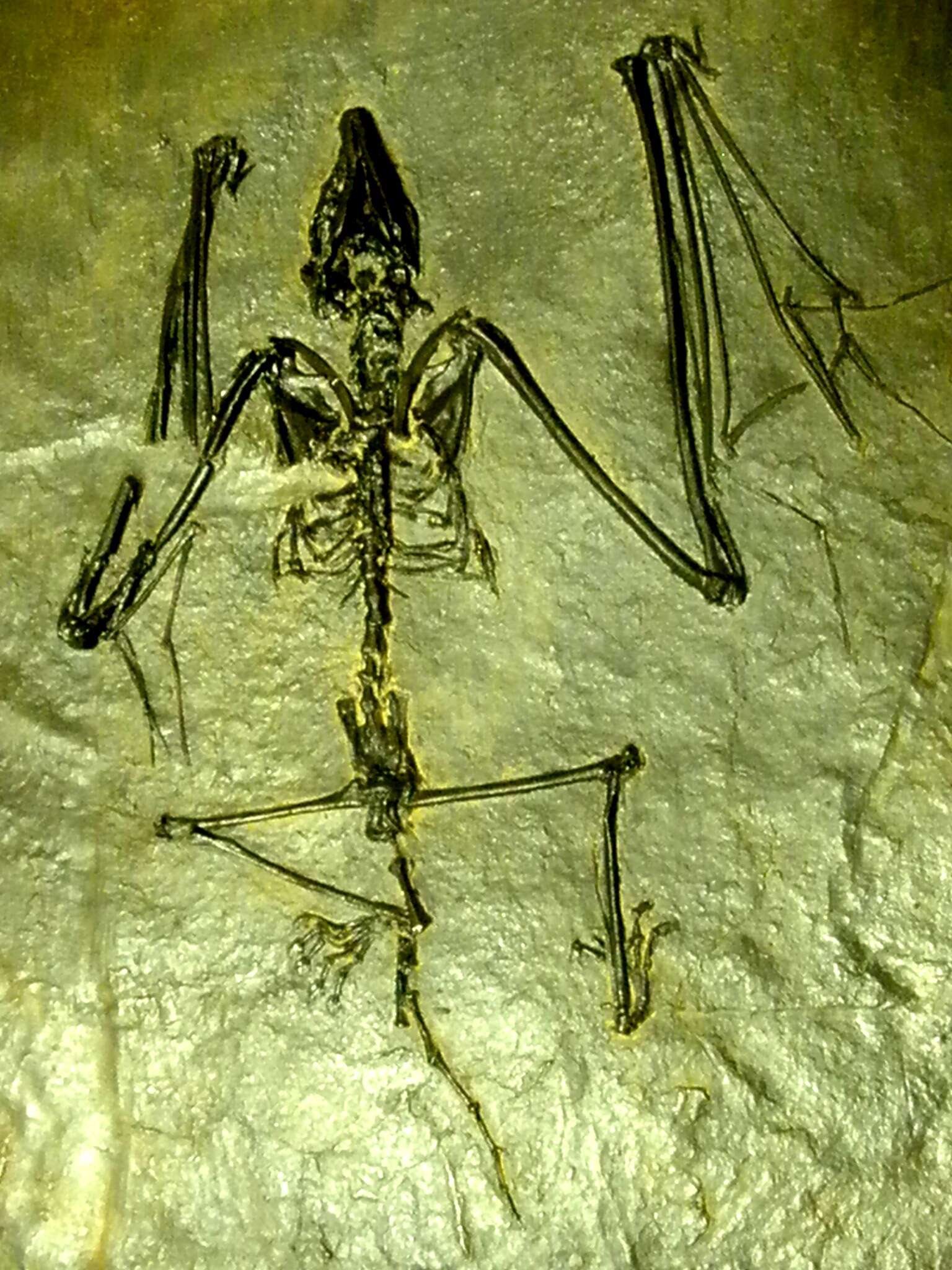 Image of Archaeonycteridae