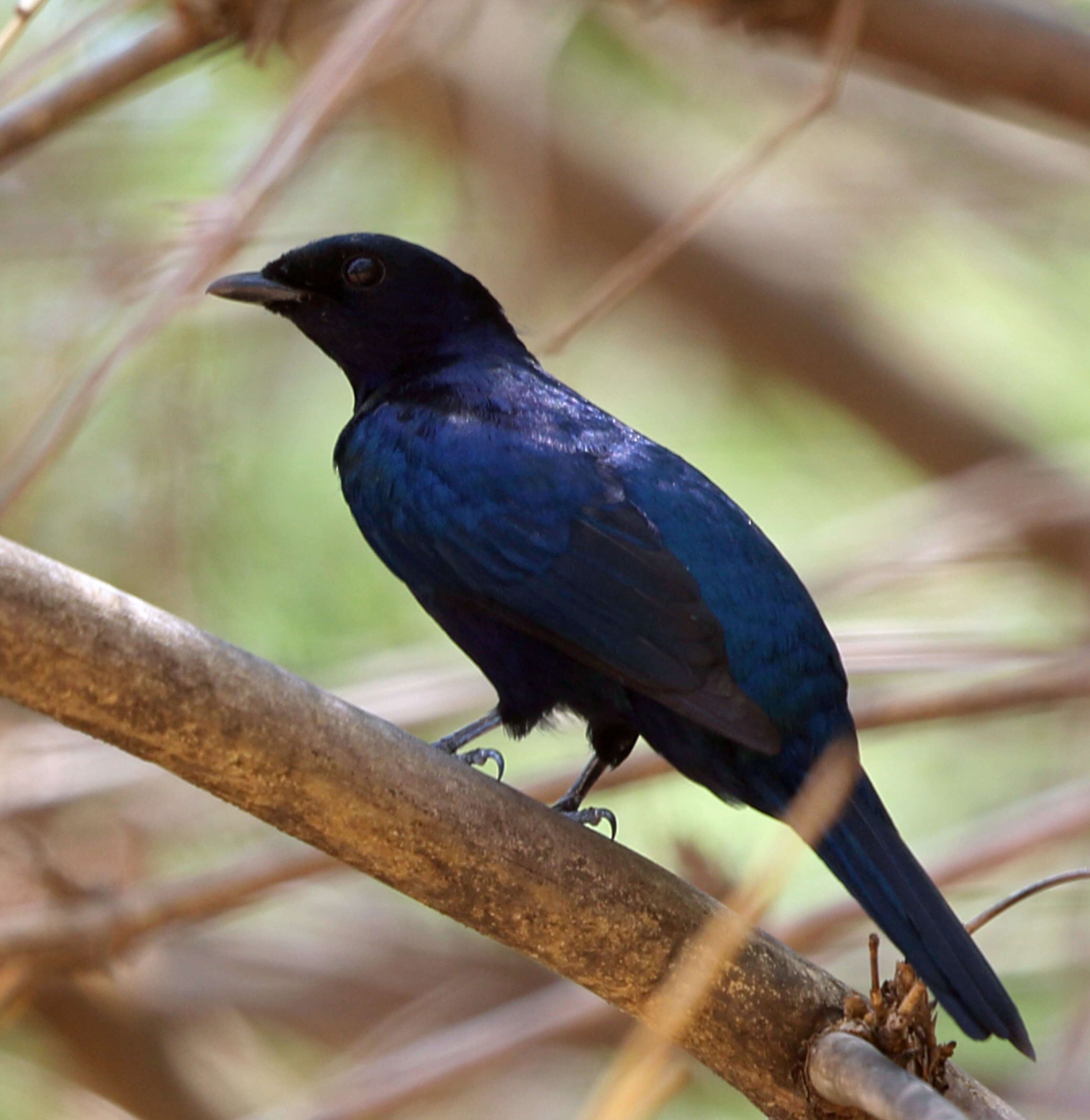 Image of Purple-throated Cuckoo-shrike