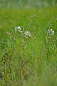 Image of European Waterhemlock