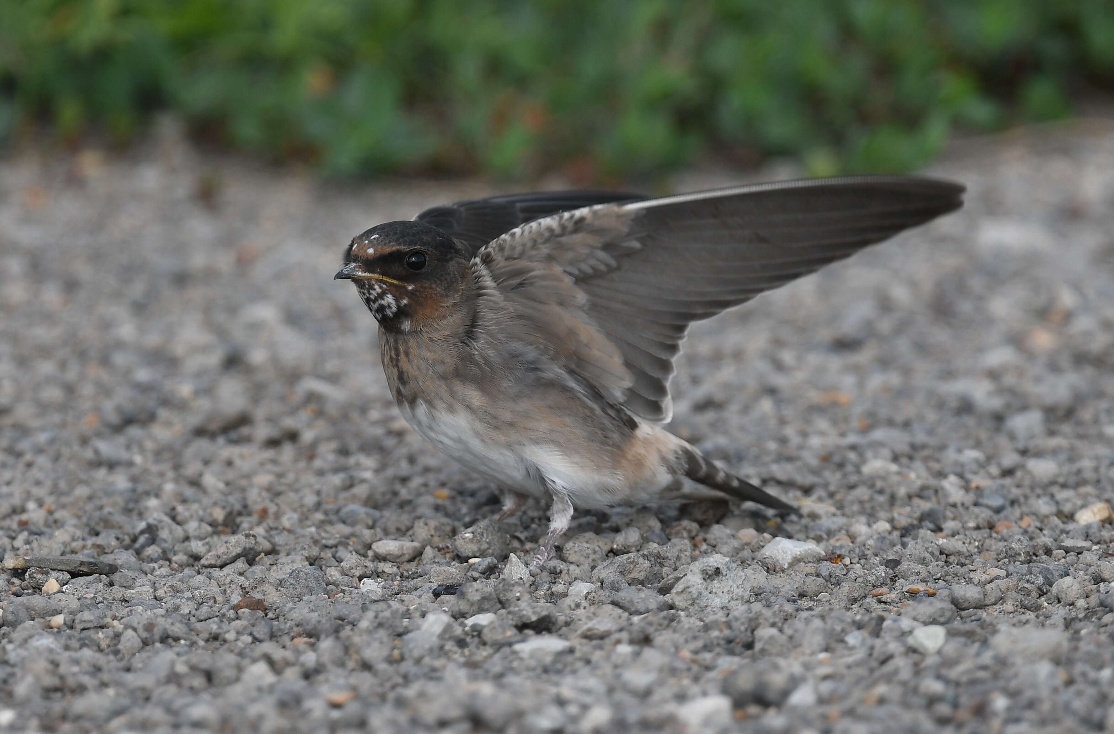 Image of American Cliff Swallow