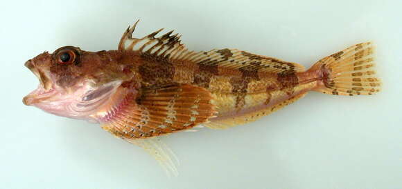 Image of Butterfly sculpin