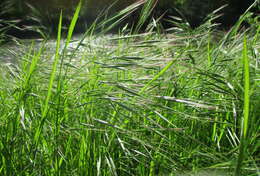 Image of Barren Brome