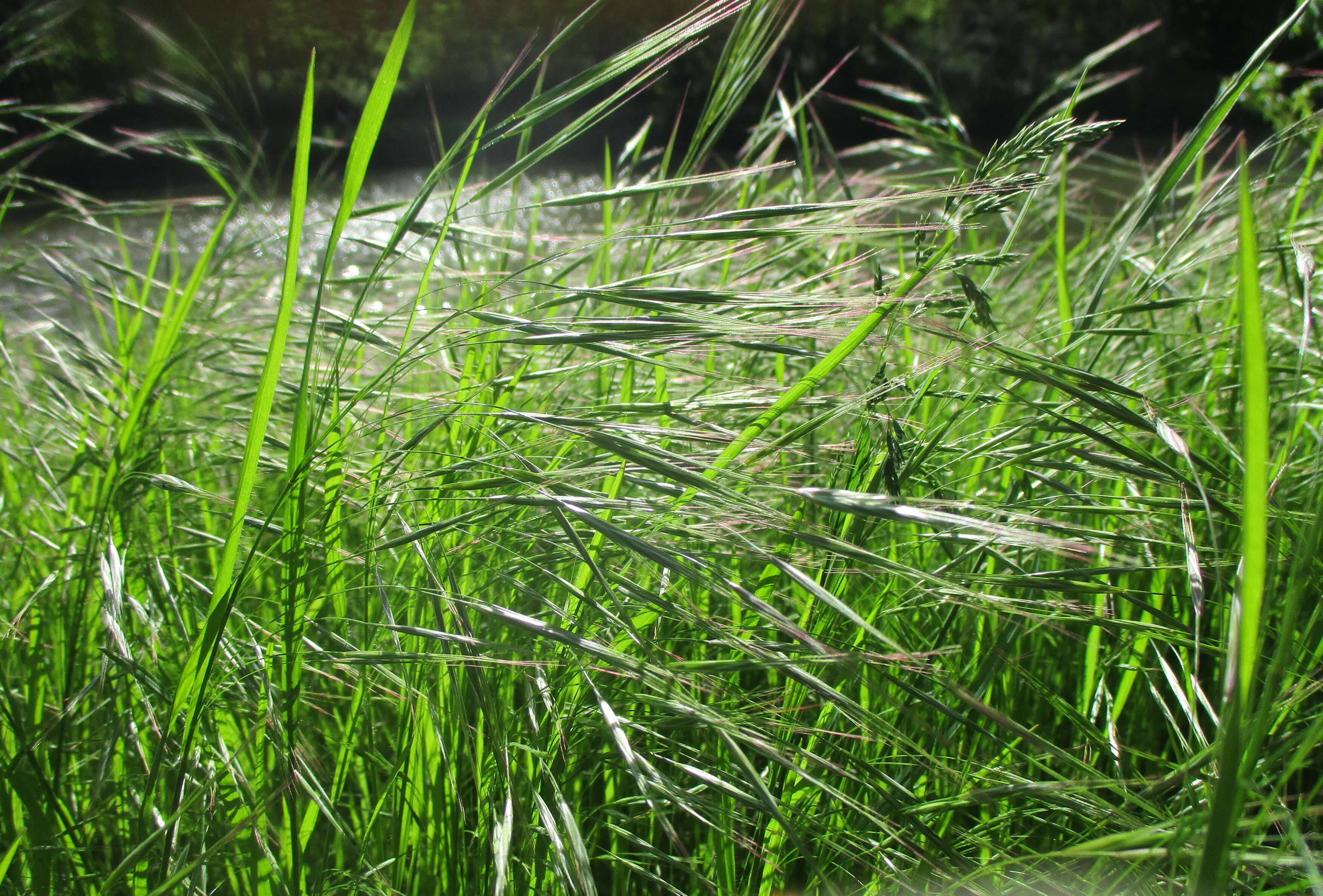 Image of Barren Brome