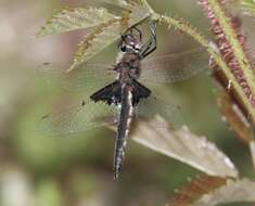 Image of Mantled Baskettail