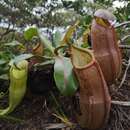 Image de Nepenthes latiffiana