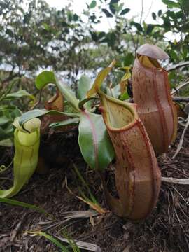 Image de Nepenthes latiffiana