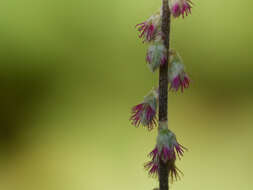 Image of Pastureweed