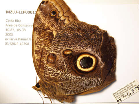 Image of Caligo telamonius