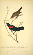 Image of Red-shouldered Blackbird