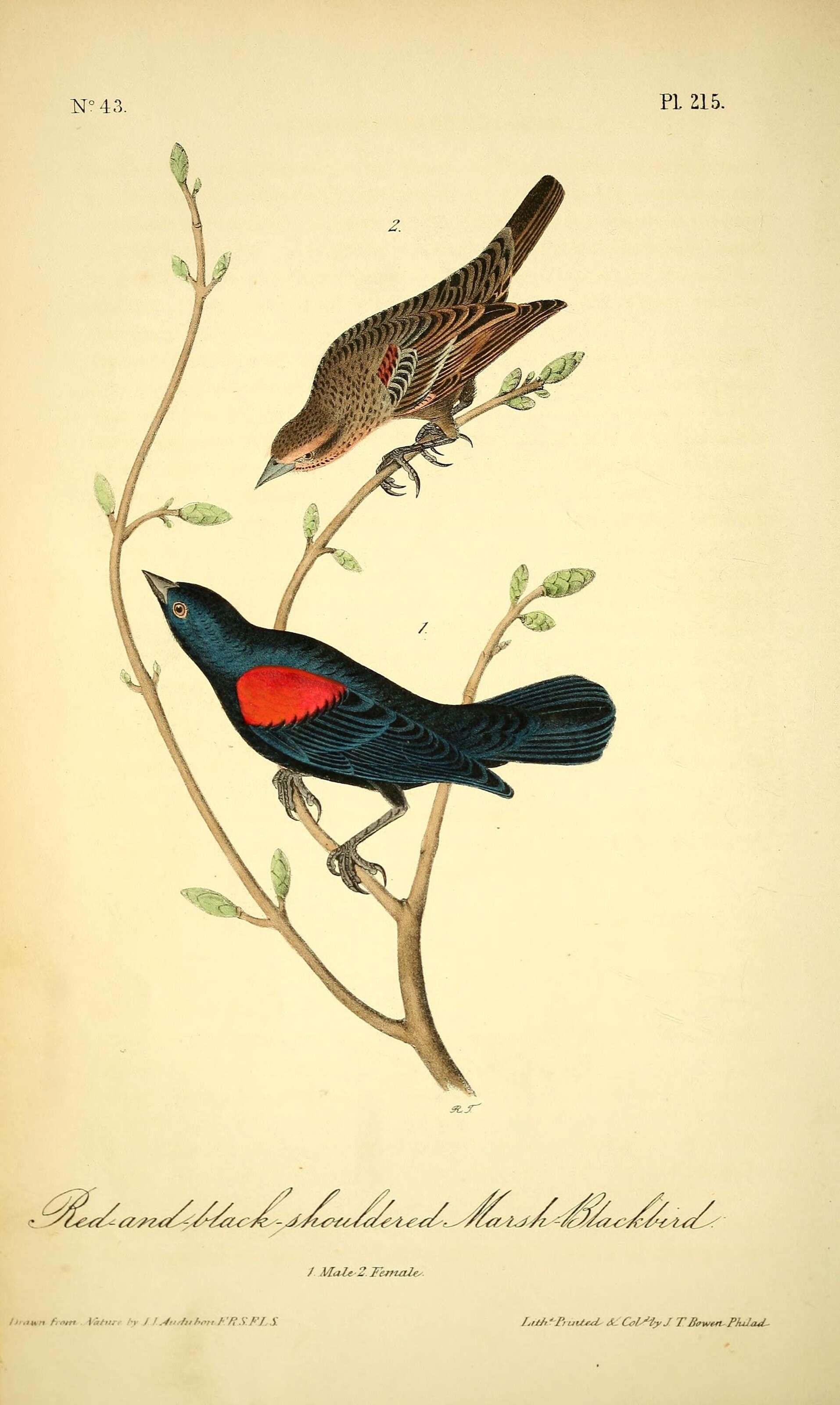 Image of Red-shouldered Blackbird