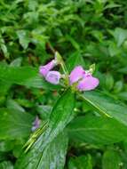 Image of Impatiens minor (DC.) S. S. R. Bennet