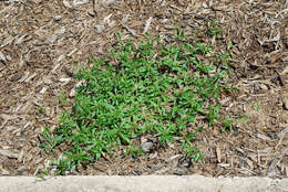 Image of green carpetweed