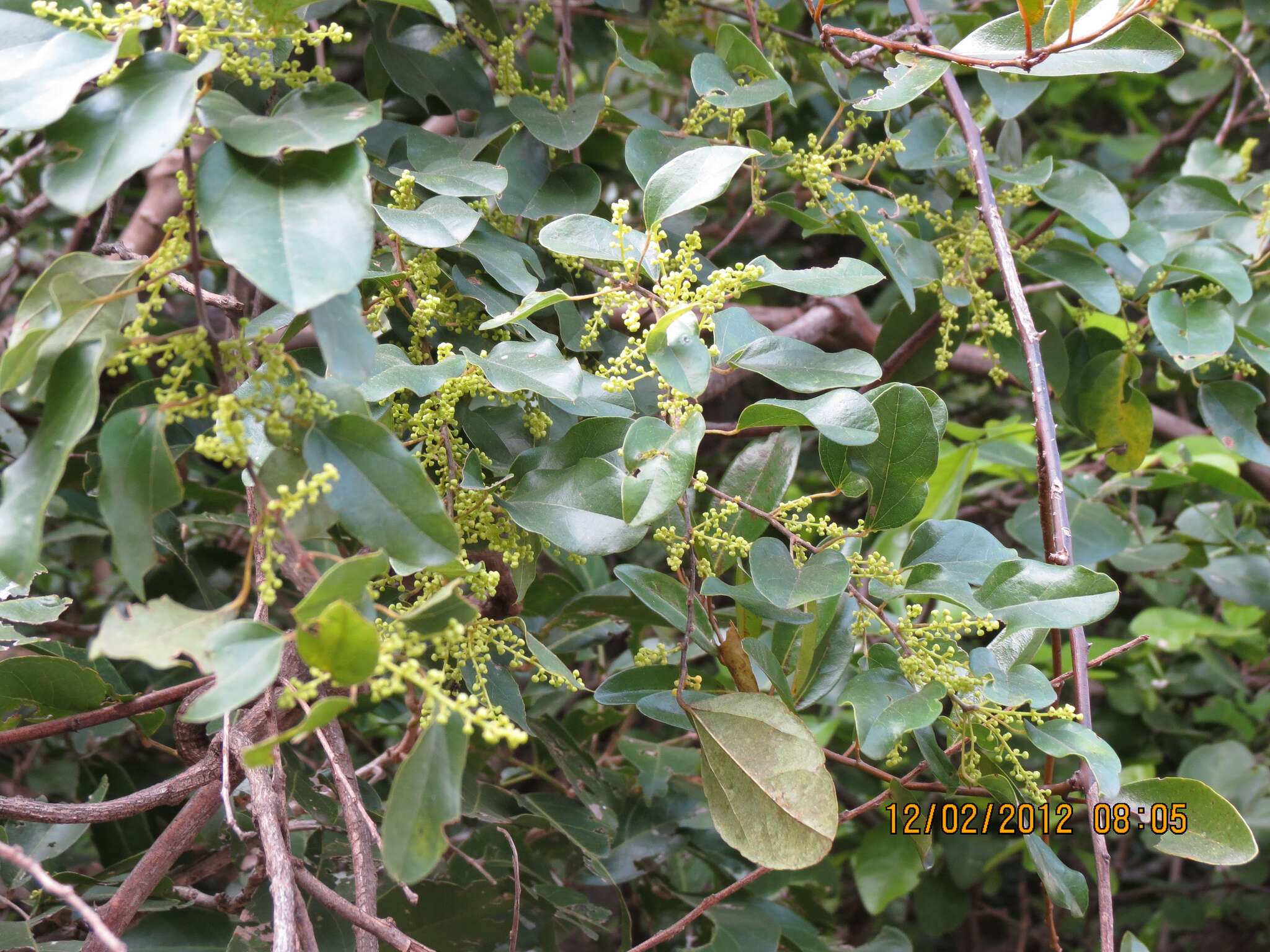 Image of Pachygone ovata (Poir.) J. D. Hook. & Thompson