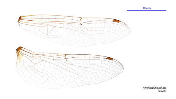 Image of Hemicordulia kalliste Theischinger & Watson 1991