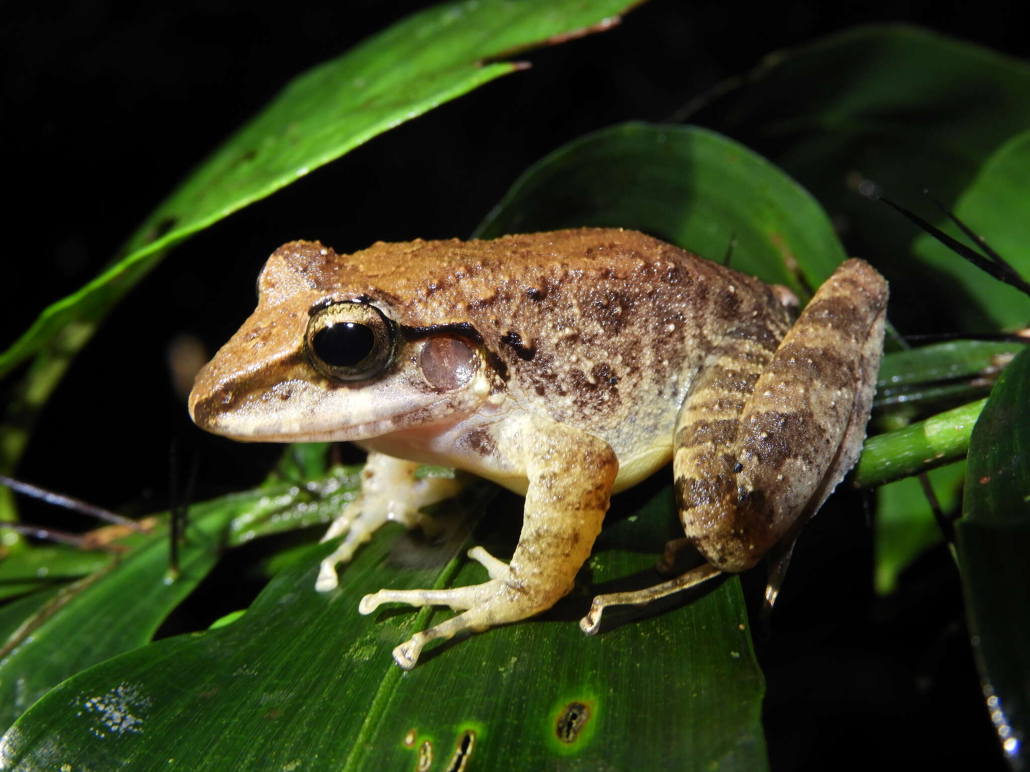 Image de Craugastor raniformis (Boulenger 1896)