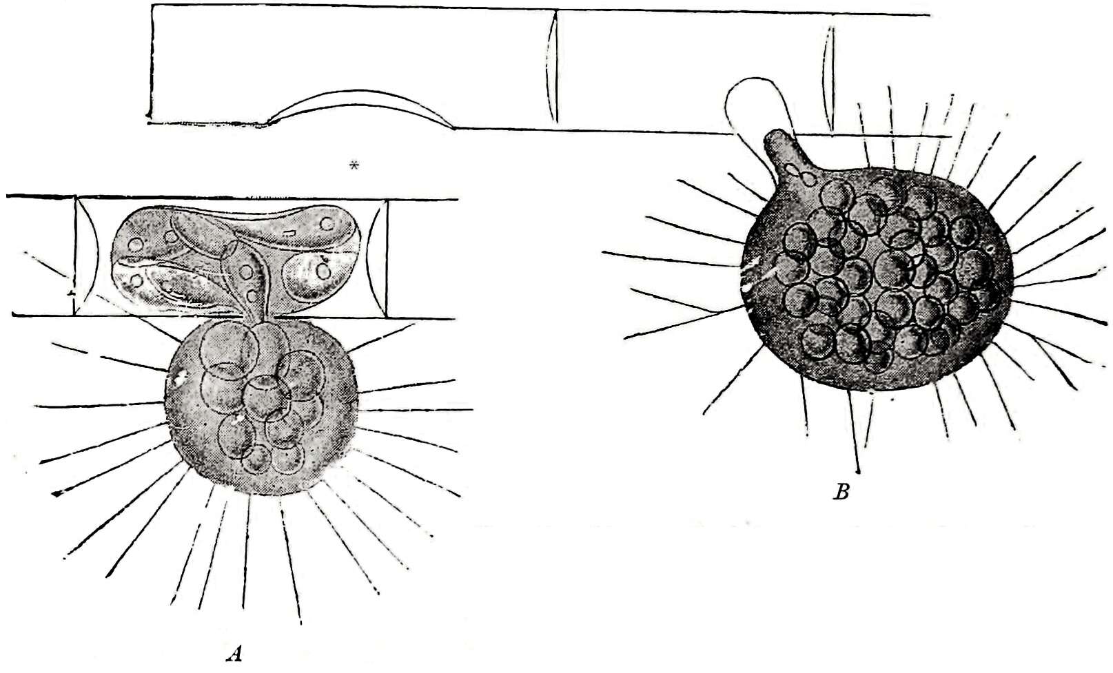 Image of Spirogyra Link 1820
