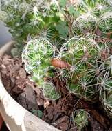 Image of globe cactus