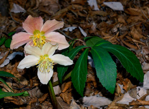 Image of black hellebore