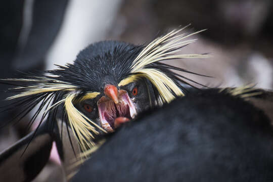 Image of Northern Rockhopper Penguin