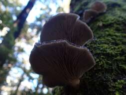 Pleurotus purpureo-olivaceus (G. Stev.) Segedin, P. K. Buchanan & J. P. Wilkie 1995 resmi