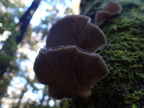 Image of Pleurotus purpureo-olivaceus (G. Stev.) Segedin, P. K. Buchanan & J. P. Wilkie 1995