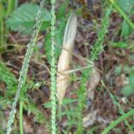 Image of Rattler Conehead