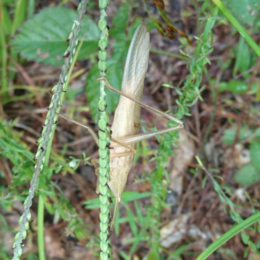 Image of Rattler Conehead