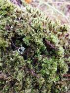 Image of aulacomnium moss