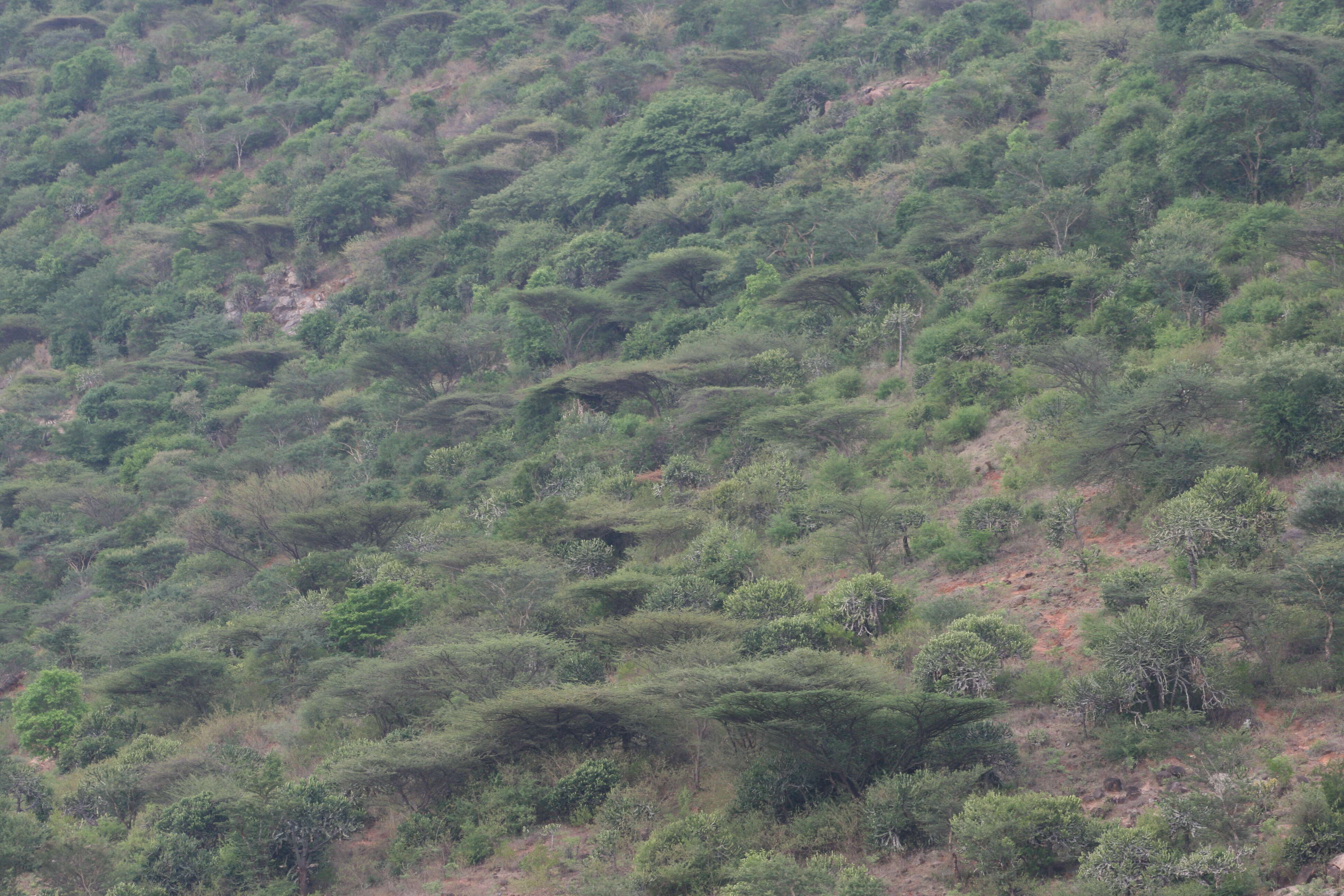 Plancia ëd Vachellia planifrons (J. König ex Wight & Arn.) Ragup., Seigler, Ebinger & Maslin