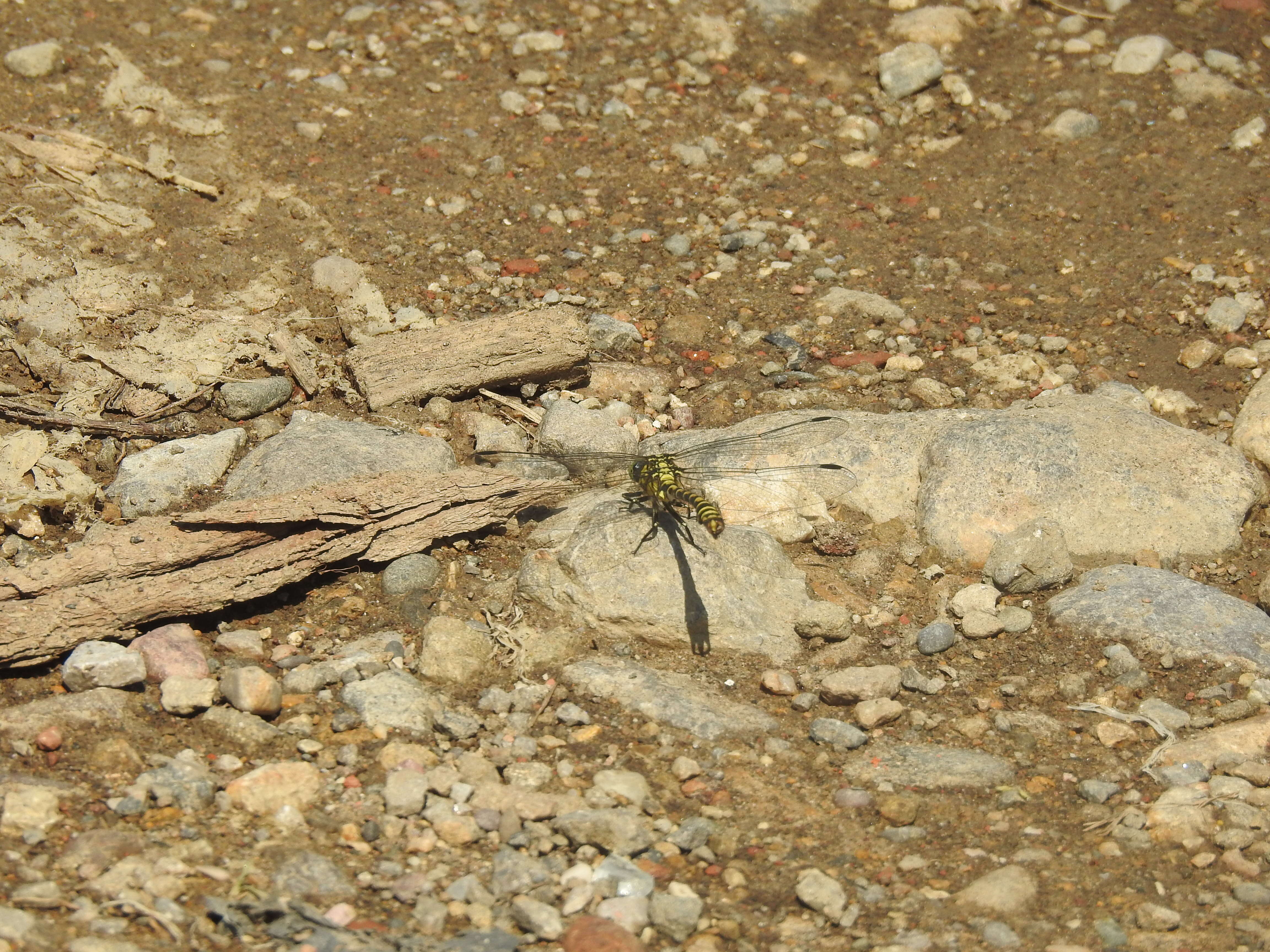 Image of Green-eyed Hooktail