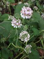 Слика од Pelargonium australe (Poir.) Jacq.