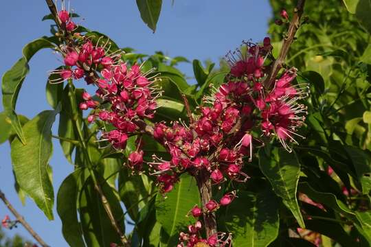 Image of Melicope rubra (Lauterb. & K. Schum.) T. G. Hartley