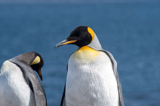 Image of King Penguin